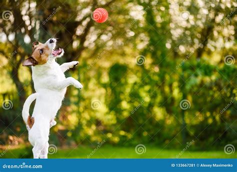 Dog Jumping High To Catch A Toy Red Ball Stock Image Image Of Outside