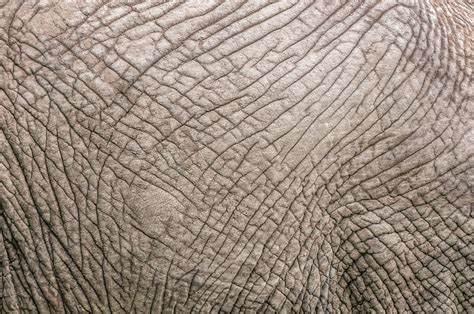 Elephants Skin Sean Crane Photography