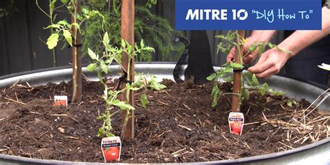 These 5 methods have different advantages and disadvantages. Mitre 10 DIY Staking Tomato Plant | In The Garden with Kim ...