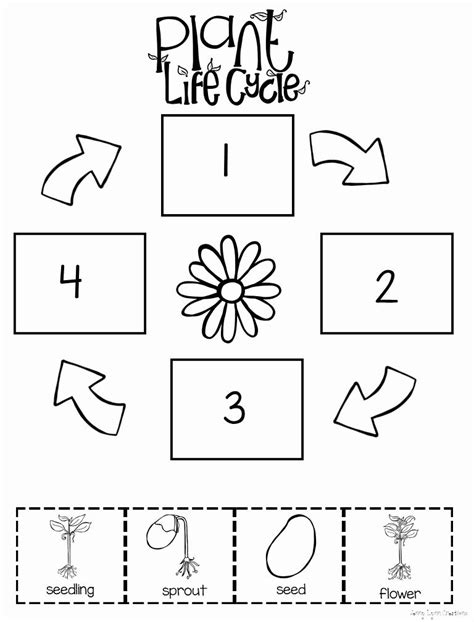 Free Plant Life Cycle Worksheets Printables