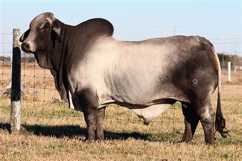 Through centuries of exposure to inadequate food supplies, insect pests, parasites. Where Do Brahman Cattle Come From / Red Brahman Cattle For ...