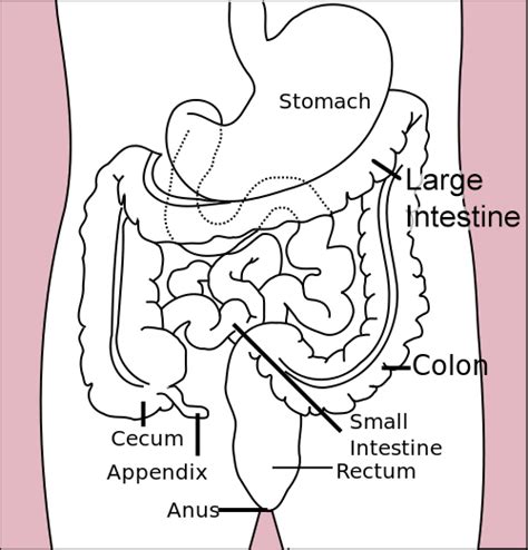 Name the area where small and large intestine are connected to each other. Through the Intestines