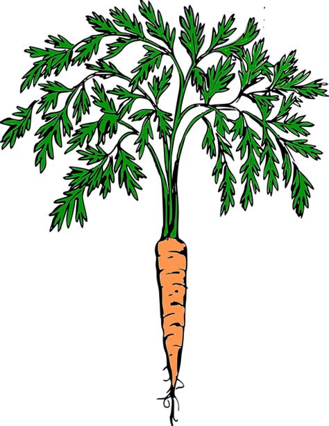 Ground clipart carrot plant, Ground carrot plant ...