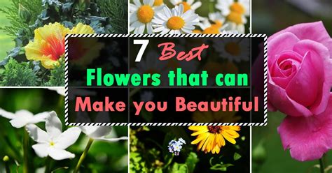 Something is trustworthy, you know that it is true or accuratea trustworthy source of information a trustworthy guidecan rely/depend on something if you can rely or depend on something. 7 Best Flowers That Can Make You More Beautiful | Flowers ...
