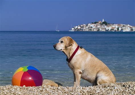 Ein großes angebot an mietwohnungen in gütersloh finden sie bei immobilienscout24. Ferienhäuser mit Hund in Kroatien mieten