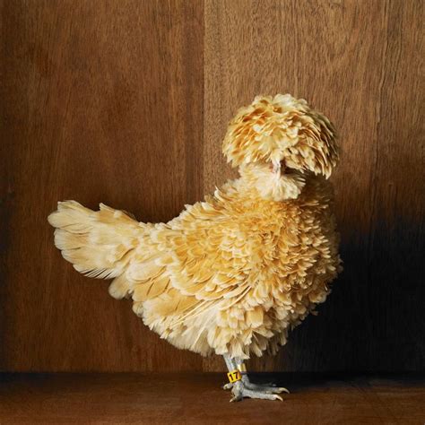 Bearded Buff Frizzle Polish Bantam Hen From The Magnificent Chicken Portraits Of The Fairest
