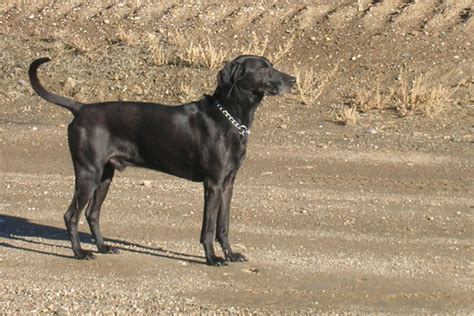 Disposition generally even, but varies among strains, with a distinction sometimes appearing between those bred for big game and those bred as coonhounds. Plott Hound Puppies for Sale from Reputable Dog Breeders