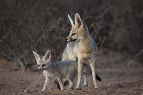 Cape Fox Adult With Kit Stock Image C0508639 Science Photo Library