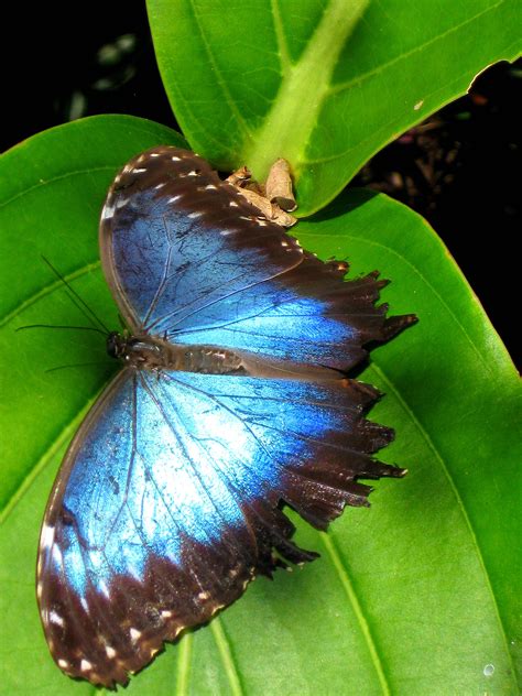 Peleides Blue Morpho Butterfly At Green Hills Butterfly Ranch