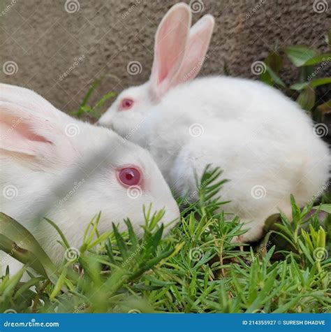 Two Indian Rabbits Playing On Grass In Open Space Stock Image Image