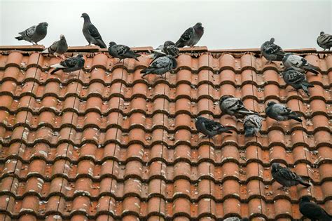 How To Get Rid Of Pigeons From Your Roof And Keep Them Away Pest Defence