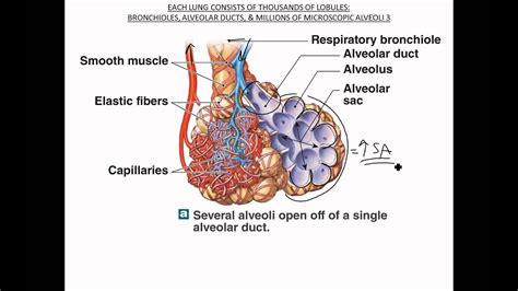Bronchioles Alveoli Respiratory Membrane Youtube