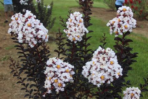 A History of the Crepe Myrtle (National Gardening Association)