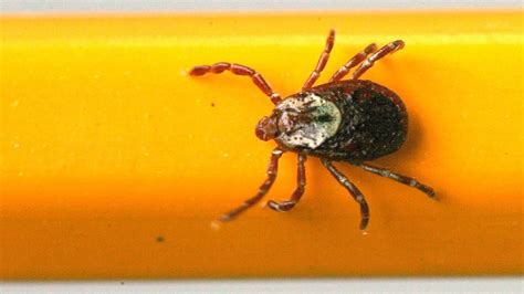 Lyme Disease Other Tick Borne Illnesses Prompt Warning In Manitoba