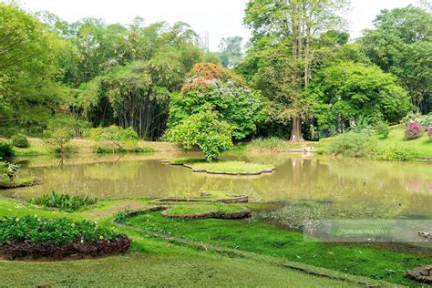 The Enchanting Beauty Of Royal Botanical Gardens Of Peradeniya Green