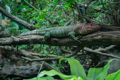 Free Images Nature Forest Branch Wildlife Jungle Botany Iguana