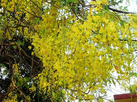 Flowering trees of the world group. The Urban Gardener: Summer sherbet : Mumbai's flowering trees