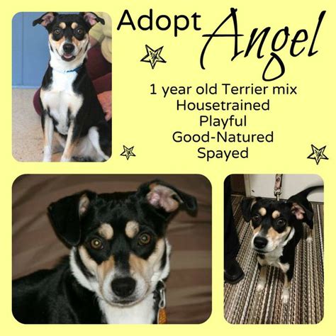Angel Is Brand New To Tags And Available For Adoption Read More About