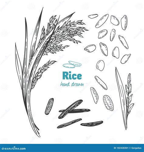 Rice Vector Hand Drawn Illustration Stock Vector Illustration Of