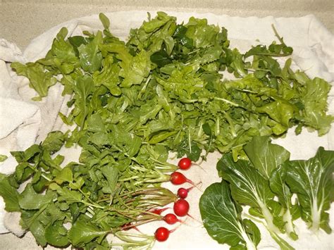 Vegans Living Off The Land Bok Choy Arugula Lettuce Radish Harvest In Late December