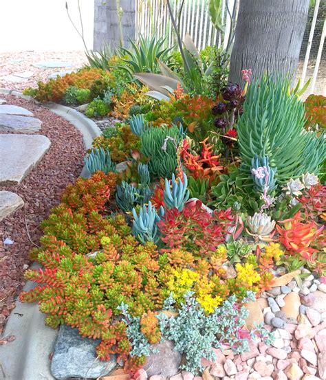 The prickly pear, which is also referred to as the indian fig, is a type of cactus that's native to south america, central although they prefer desert climates, prickly pears will actually grow in a wide variety of soils, moisture levels, and temperatures. Pin by Phyllis McNab on Plants | Succulents, Succulents ...