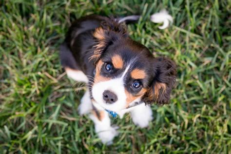 For instance, if our puppy starts having potty accidents in the house after we've given him a little freedom then we'll put him back on his leash when in the house and keep an eye on him 100% of the time. Cavalier King Charles Spaniel Puppies For Sale near Me - spanielking