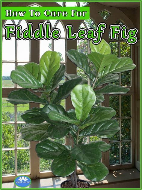 Choose a location away from air vents and drafts where the tree will receive plenty of bright if you're unsure about your lighting conditions, placing the tree directly next to the window is the safest bet. Quiet Corner:How To Care For Fiddle Leaf Fig - Quiet ...
