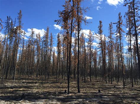 Nasa Study Reveals Boreal Forest Fires Could Release Deep Soil Carbon