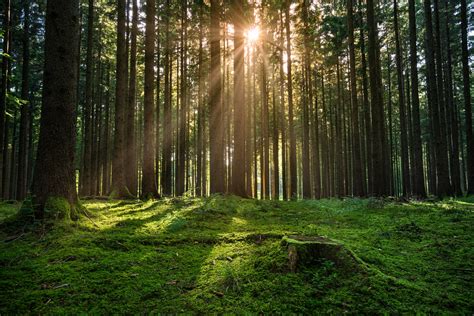 Forest Sunrise Free Photo Download Freeimages