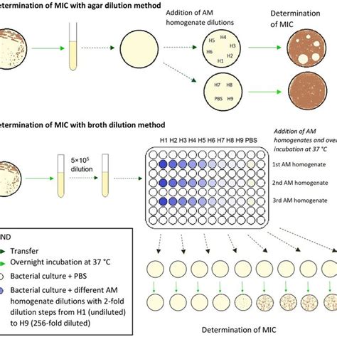 Schematic Protocol For The Determination Of Mic With Agar Dilution And