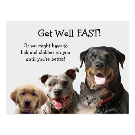 Adorable Pets Get Well Postcard Zazzle