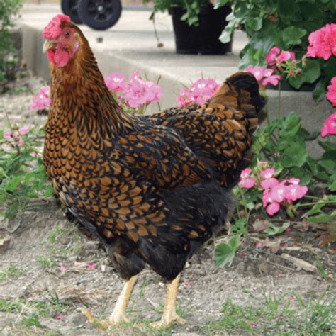 The 6 Different Classes Of Chickens Meyer Hatchery Blog