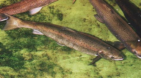 Us Could Require Steps For Dams To Save Last Atlantic Salmon Ap News