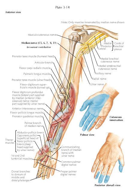 Median Nerve The Median Nerve C 5 6 7 8 T1 Is Formed By The