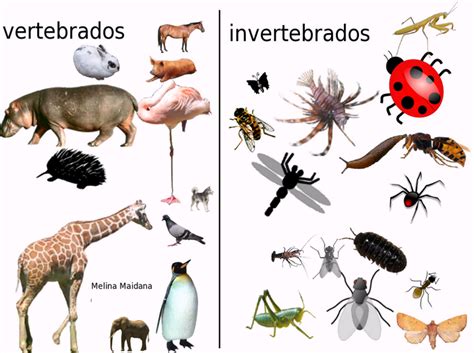 Animais Vertebrados E Invertebrados Exemplos E Características