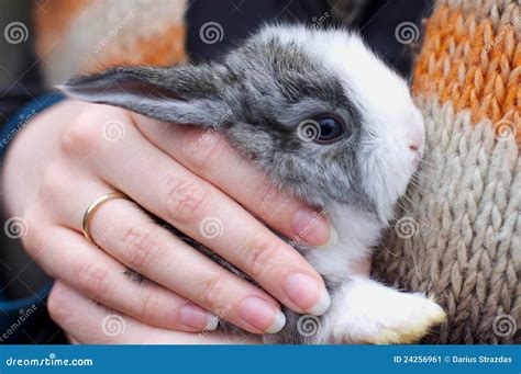 Little Bunny In Hands Stock Image Image 24256961