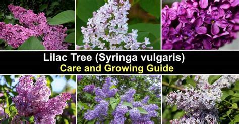 Lilac Tree Care And Growing Guide With Pictures