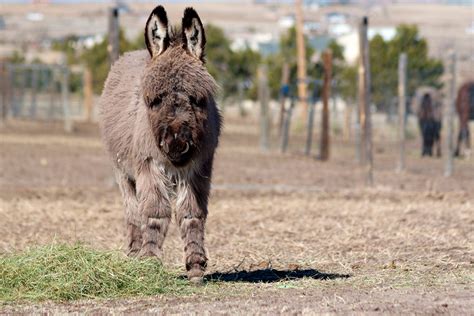 Are Miniature Donkeys Good Pets All You Need To Know Animals Hq