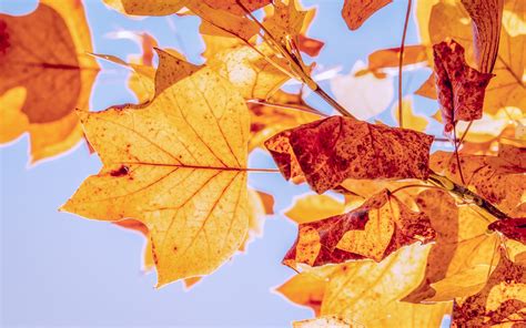 Download Wallpaper Best Autumn Leaves 3840x2400
