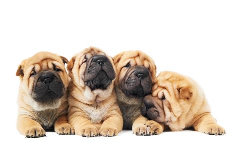 Everything You Need To Know About Chinese Shar Pei Dogs Best Dog Dna