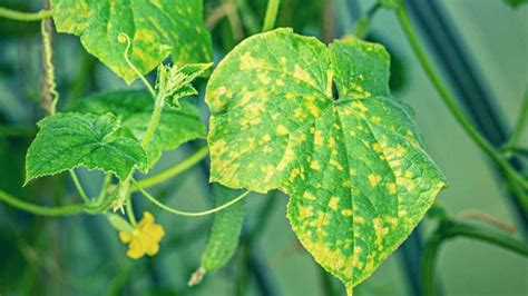 Cucumber Leaves Are Turning Yellow Reasons And Solutions 2024