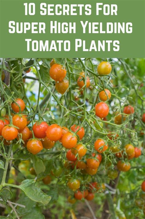 10 Pro Tips For Growing Tasty And Abundant Tomatoes Tomato Container