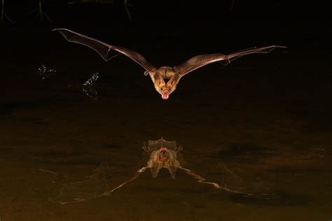 Are Bats Scary 8 Batty Pictures For Halloween