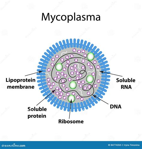 A Estrutura Do Mycoplasma Infographics Illustrati Do Vetor Ilustração