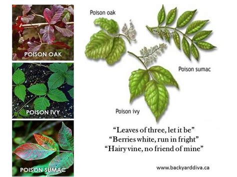 How To Spot Poison Oak Ivy And Sumac Gardening Pinterest