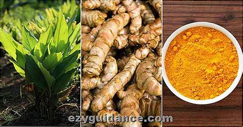 Comment faire pousser le curcuma et façons brillantes de l utiliser ezyguidance com