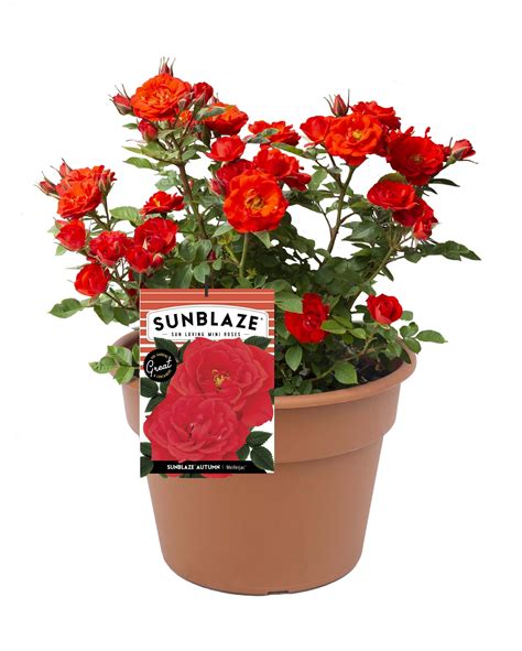 Sunblaze Autumn Rose Plants Bulbs And Seeds At