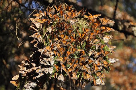 tracking monarch butterfly migration with the world s smallest computer