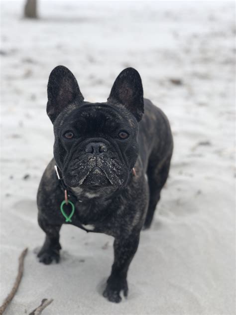 At s & j english bulldogs, we are now breeding and selling french bulldogs in oklahoma and across the country. Duke - Purebred French Bulldog Stud - Snub Nosed K9's ...