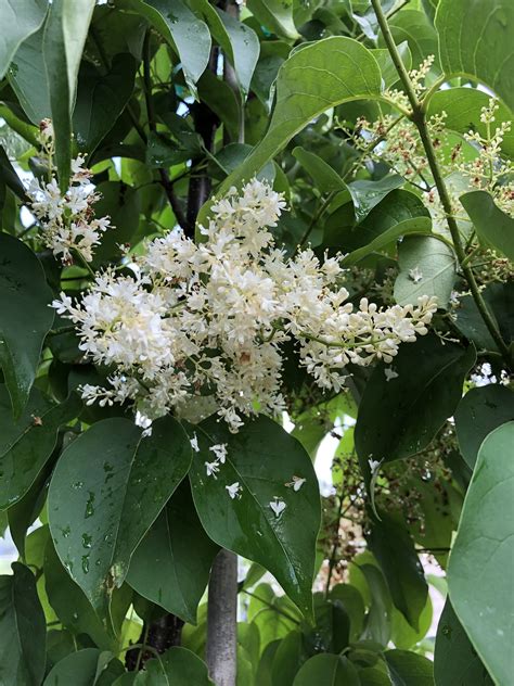 Japanese Lilac Tree Ivory Silk — The Cottage Gardens Lansing